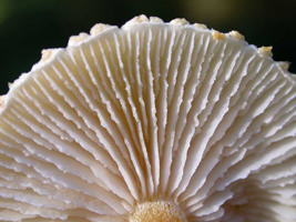 Cystoderma amianthinum, shows the thick ragged-edged gills and adnate attachment to the stalk.